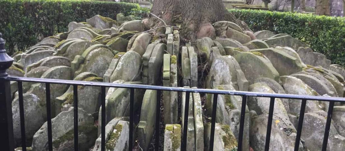 The Hardy Tree By Jean